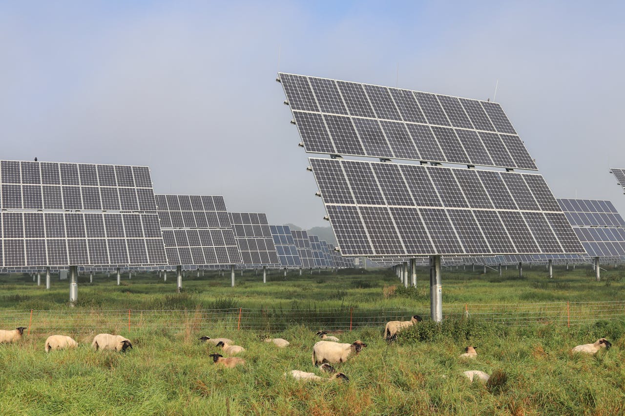 Sheep grazing under solar panels in a renewable energy farm in Germany.